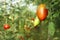 Oblong red tomato hanging in greenhouse