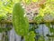 An oblong winter melon hanging above the ground, in the early morning sunshine.