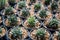 Obregonia denegrii , Cactus planted in a pot in the nursery