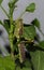 Obscure bird grasshopper on hibiscus leaves