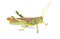 obscure bird grasshopper - Schistocerca obscura - with great detail a green, yellow and brown insect with yellow back stripe,