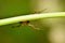 Obscured spider crawling along a plant stem.