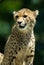 Observant cheetah.