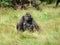 Observant gorilla