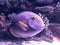 Observation of the life of fish in the aquarium. unusual fish.purple with colored stripes on the scales. fish with fins and tail,