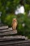 The observation point. A burrowing owl portrait.