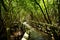 Observation Trail in the Everglades National Park