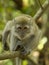 Observe - Singapore Monkey