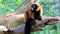 An observing red-ruffed lemur