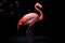 Obsidian Elegance: Close-Up of a Pink Flamingo on a Black Background