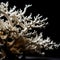 Obsidian Seafloor Jewels: Dried Branches of Sea Corals Glistening on a Black Background