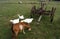 Obsolete agricultural machinery with geese and goat on meadow