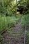 Obsolete railway track at a forest