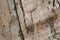 Obsolete wood board texture photo. Brown timber with weathered cracks. Natural background