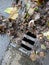 Obstructed sieve, wet leaves on the roadside