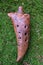 Ocarina - Ñeramic wind musical instrument