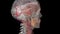 The occipital artery is a branch of the external carotid artery that provides arterial supply to the back of the scalp,