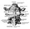 Occipital Bone and Cervical Vertebrae, vintage illustration