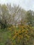 occitanie bright yellow broom bush in front of a bunch of ash trees