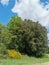 Occitanie broom in bloom in front of a bouquet of oaks