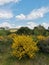 Occitanie broom in bright yellow flower in front of a landscape