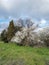 occitanie flowering hedge in spring