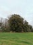 occitanie grove of oak trees