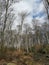 occitanie landscape beech forest at the end of winter