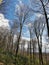 occitanie landscape beech forest at the end of winter