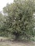 occitanie view of a stone bench under a century-old holm oak