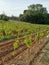 occitanie young vine in spring