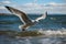 Ocean aviator Gull in flight, wings span over the sea