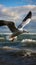 Ocean aviator Gull in flight, wings span over the sea