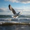 Ocean aviator Gull in flight, wings span over the sea