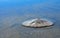 Ocean beach sand dollar in wet sea sand