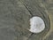 Ocean beach sand dollar in wet sea sand