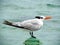 Ocean Bird on the end of a Cayman Islands area dock