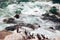 OCean birds resting on the rock - cormorands and pelicans against pacific ocean waves