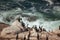 OCean birds resting on the rock - cormorands and pelicans against pacific ocean waves