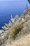 Ocean cliff side wildflowers tall grass