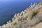 Ocean cliff side wildflowers tall grass ocean California