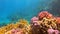 Ocean coral reef underwater in tropical fish in sunlight