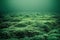 Ocean floor covered with moss and algae seascape near shore.