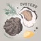 Ocean fresh oysters vector single shell