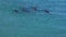 Ocean and a group of dolphins in slow motion