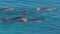 Ocean and a group dolphins in slow motion