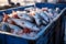 Ocean harvest Freshly caught fish in ice filled crates for sale