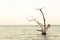 Ocean landscape with lonely dead tree