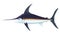 Ocean large swordfish