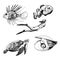 Ocean Life and Marine Creatures with Loggerhead Turtle and Shell Vector Set